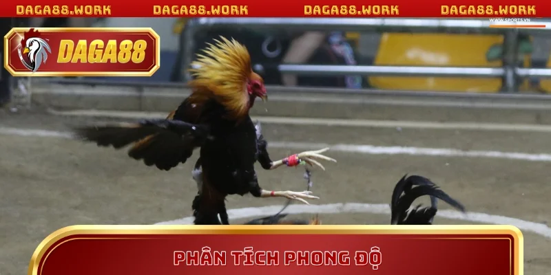 Áp dụng cách chọn gà đá DAGA88 hay để phân tích phong độ