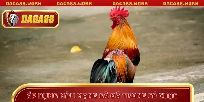 Áp dụng màu mạng gà đá trong cá cược