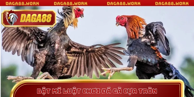 Bật mí luật chơi đá gà cựa tròn
