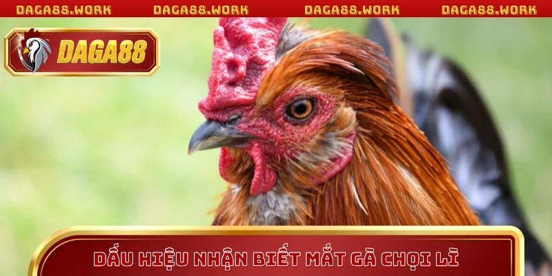 Bỏ túi dấu hiệu nhận biết mắt gà chọi lì DAGA88