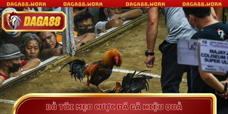 Bỏ túi mẹo cược đá gà daga88 hiệu quả