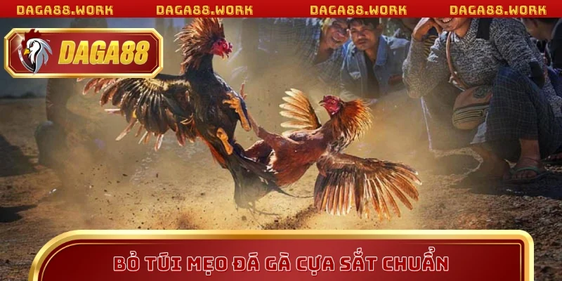 Bỏ túi mẹo đá gà cựa sắt chuẩn