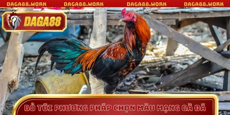 Bỏ túi phương pháp chọn màu mạng gà đá
