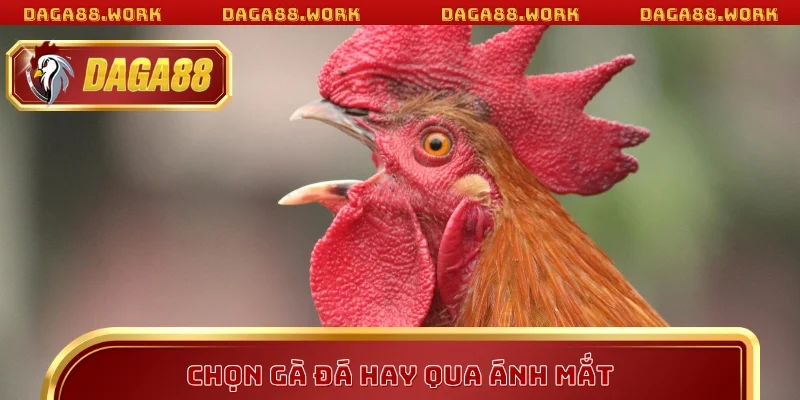 Cách chọn gà đá DAGA88 hay qua ánh mắt chiến kê