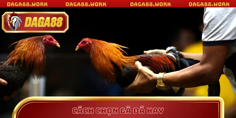 CÁCH CHỌN GÀ ĐÁ DAGA88 HAY