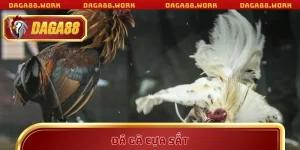 Đá Gà Cựa Sắt