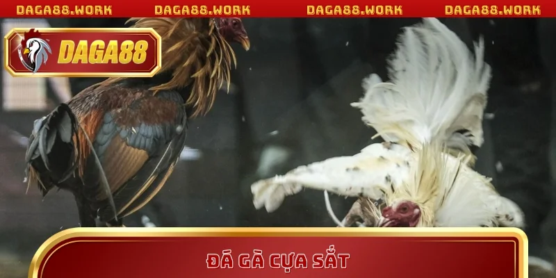 Đá Gà Cựa Sắt