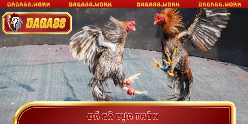Đá Gà Cựa Tròn