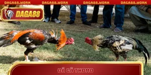 Đá Gà Thomo