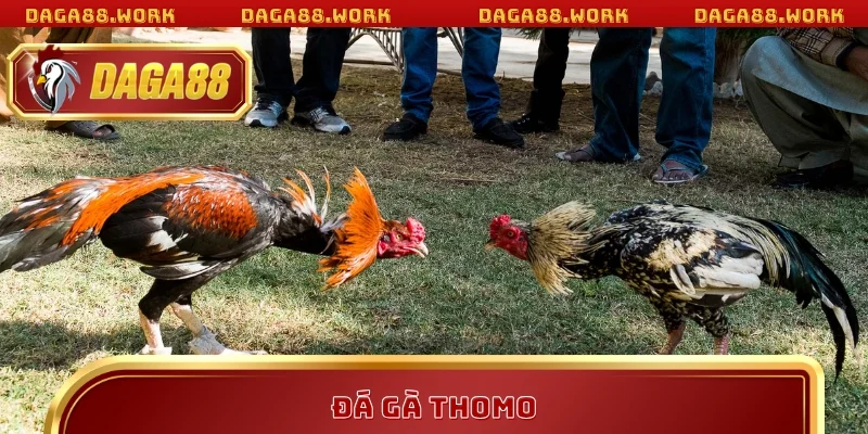 Đá Gà Thomo