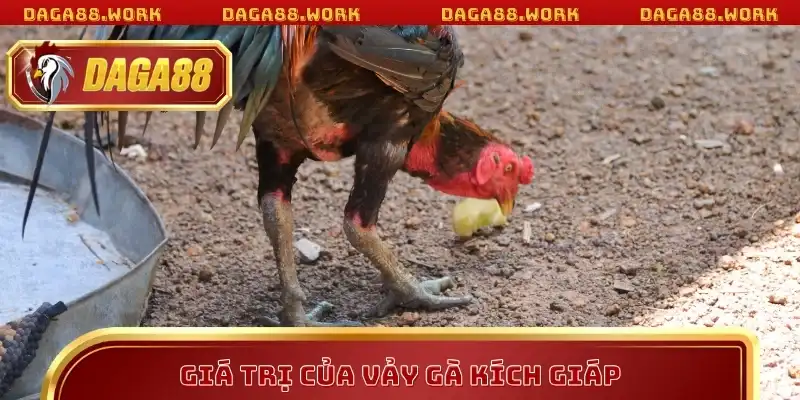 Giá trị của vảy gà kích giáp