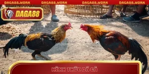 Hình Thức Đá Gà DAGA88