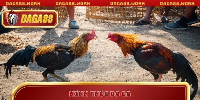 Hình Thức Đá Gà DAGA88