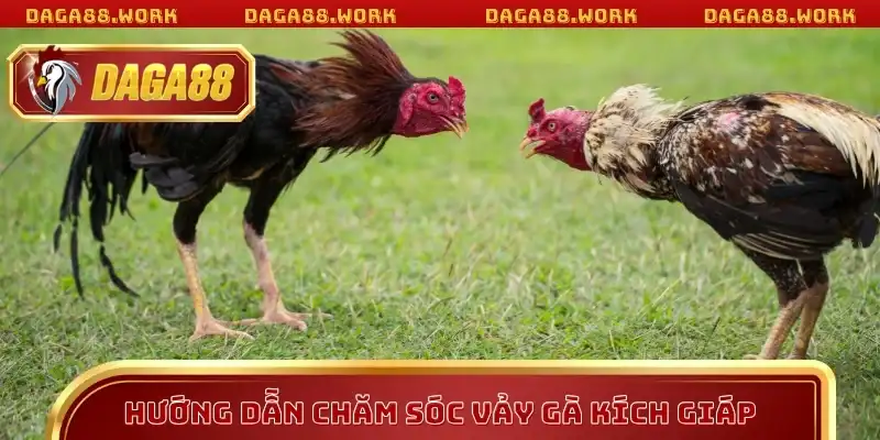 Hướng dẫn chăm sóc vảy gà kích giáp
