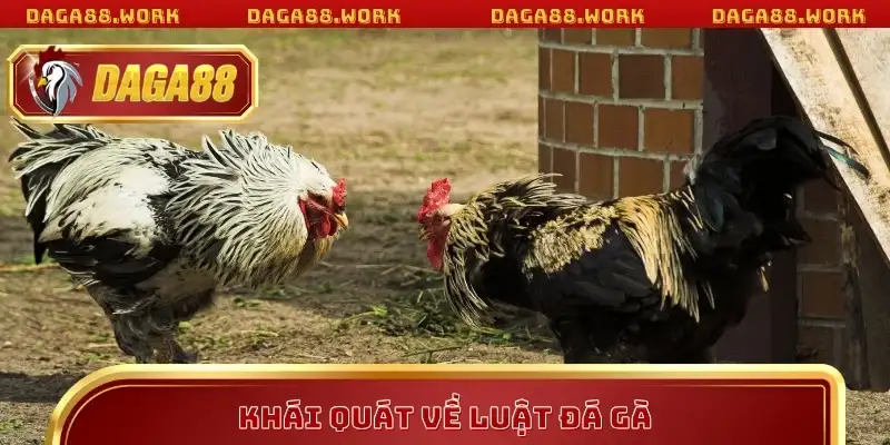 Khái quát về luật đá gà