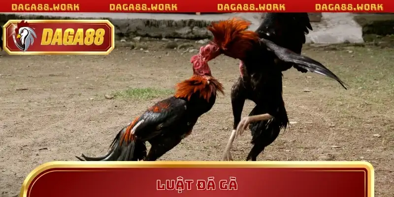 Luật Đá Gà