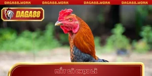 Mắt Gà Chọi Lì – Tiêu Chí Vàng Khi Áp Dụng Mẹo Cược DAGA88