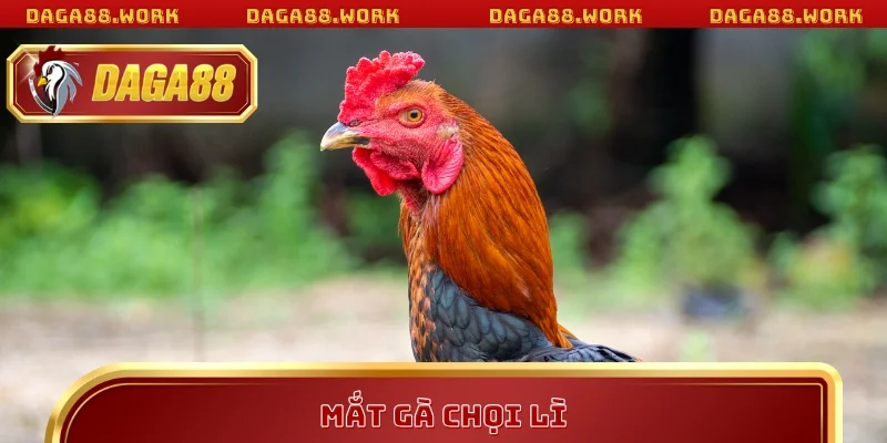 Mắt Gà Chọi Lì – Tiêu Chí Vàng Khi Áp Dụng Mẹo Cược DAGA88