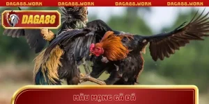 Màu Mạng Gà Đá