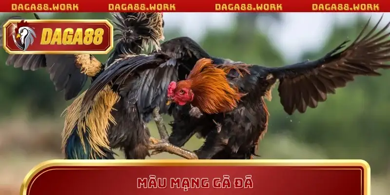 Màu Mạng Gà Đá