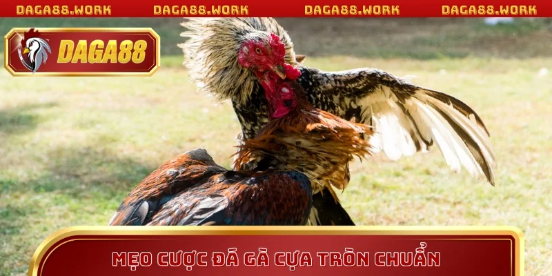 Mẹo cược đá gà cựa tròn chuẩn
