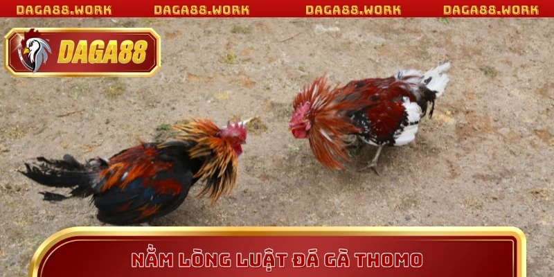 Nằm lòng luật đá gà Thomo