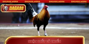 Nhận biết gà chiến DAGA88