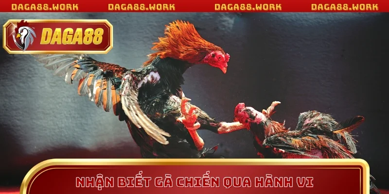 Nhận biết gà chiến DAGA88 qua hành vi 