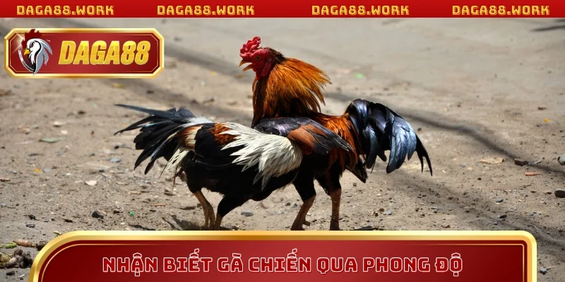 Nhận biết gà chiến DAGA88 qua phong độ