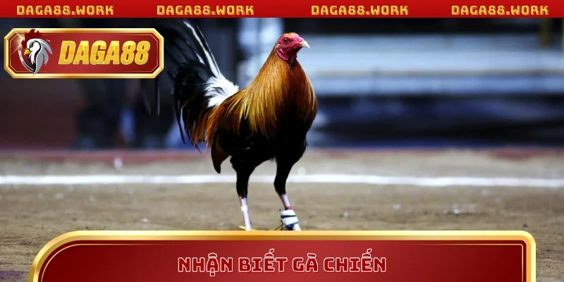 Nhận biết gà chiến DAGA88