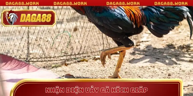 Nhận diện vảy gà kích giáp