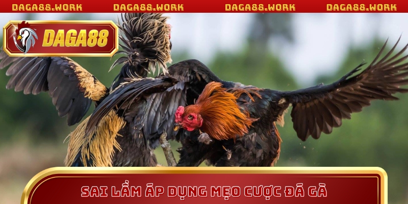 Sai lầm cần tránh khi áp dụng mẹo cược đá gà Daga88