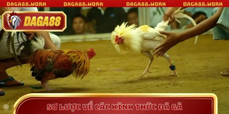 Sơ lược về các hình thức đá gà