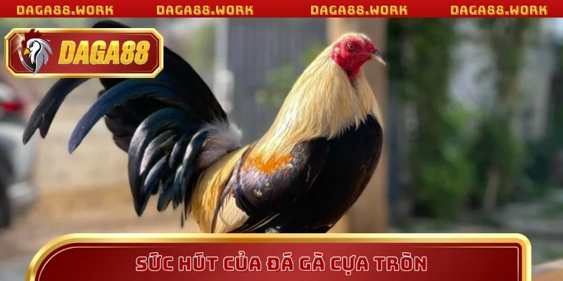 Sức hút của đá gà cựa tròn
