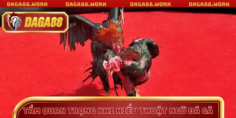 Tầm quan trọng khi hiểu thuật ngữ đá gà