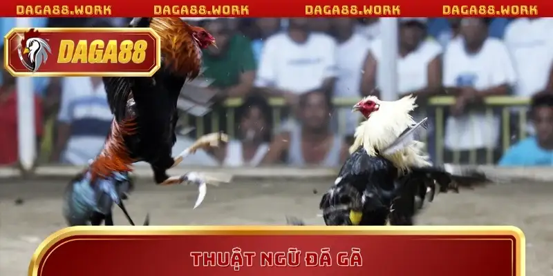 Thuật Ngữ Đá Gà