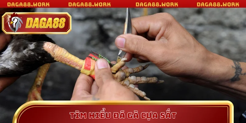Tìm hiểu đá gà cựa sắt