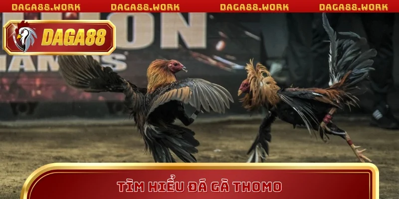 Tìm hiểu đá gà Thomo
