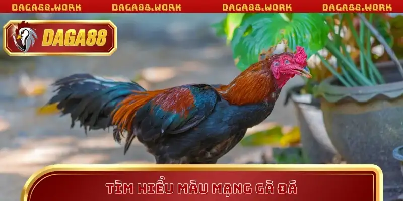 Tìm hiểu màu mạng gà đá