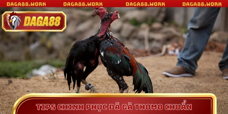Tips chinh phục đá gà Thomo chuẩn