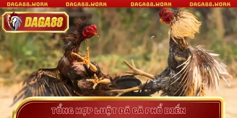 Tổng hợp luật đá gà phổ biến