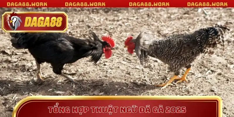 Tổng hợp thuật ngữ đá gà 2025