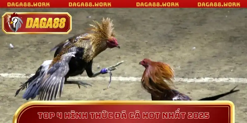 Top 4 hình thức đá gà hot nhất năm