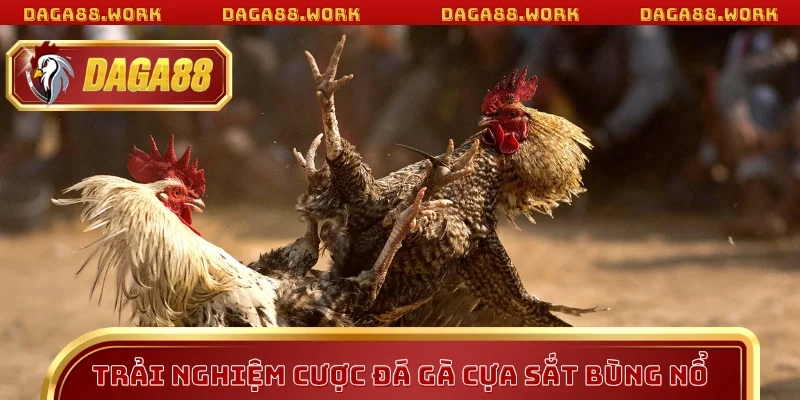 Trải nghiệm cược đá gà cựa sắt bùng nổ