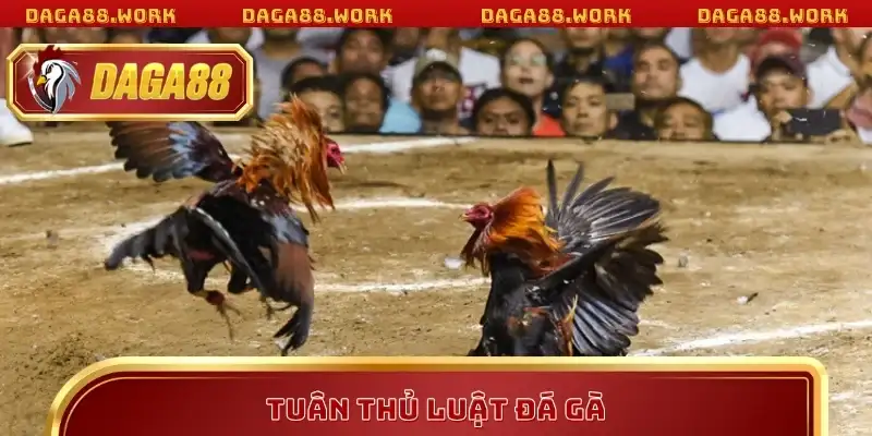 Tuân thủ luật đá gà để có trải nghiệm trọn vẹn