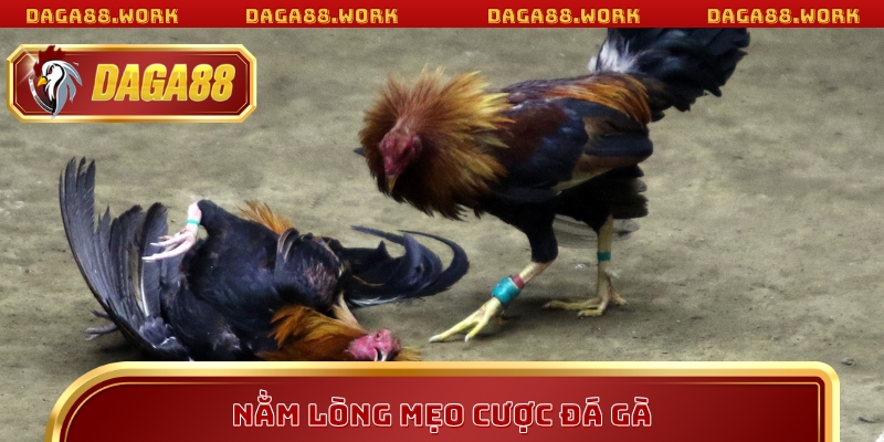 Vai trò cốt lõi khi nằm lòng mẹo cược đá gà daga88