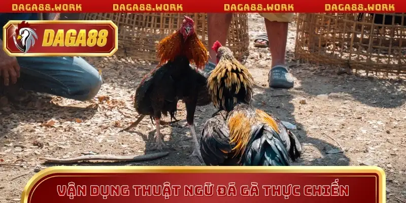 Vận dụng thuật ngữ đá gà trong thực chiến