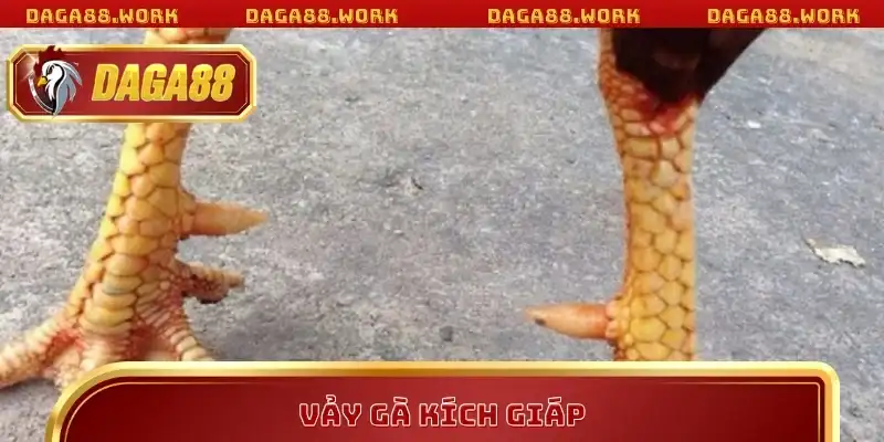 Vảy Gà Kích Giáp