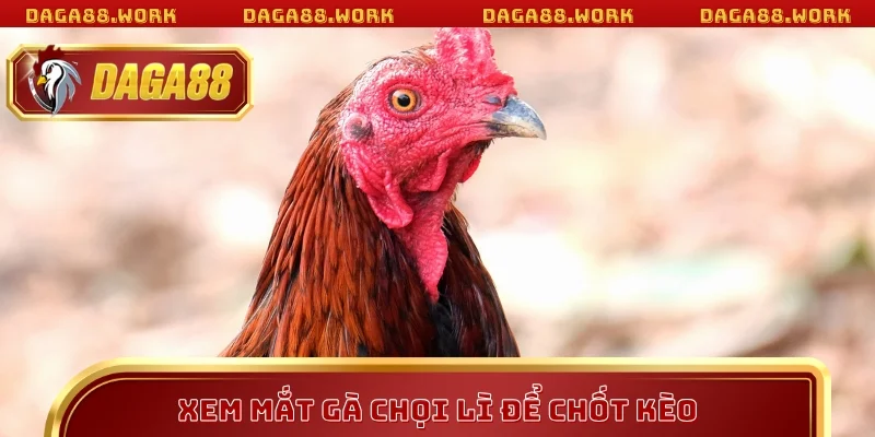 Xem mắt gà chọi lì DAGA88 để chốt kèo