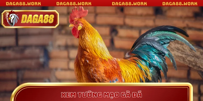 Xem tướng mạo và áp dụng cách chọn gà đá DAGA88 hay